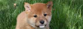 Shiba Inu Puppy