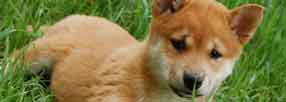 Shiba Inu Puppy