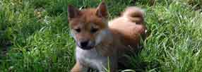 Shiba Inu Puppy